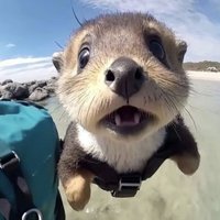 qurel (@qurelx) 's Twitter Profile