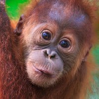 Sumatran Orangutan Society (SOS) (@orangutanssos) Twitter profile photo
