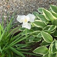 Sue🇺🇸 (@sue1925) 's Twitter Profile