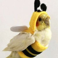 Rhaenata (@techrenata) 's Twitter Profile
