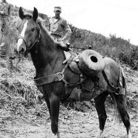 Sergeant Reckless the Movie (@sgtrecklessfilm) 's Twitter Profile Photo Sergeant Reckless the Movie (@sgtrecklessfilm) 's Twitter Profile Photo