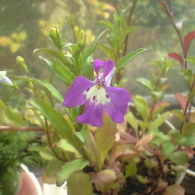 keichan_verano's profile picture. 水到渠成