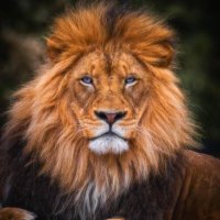 SIMBA (@tipsbysimba) 's Twitter Profile