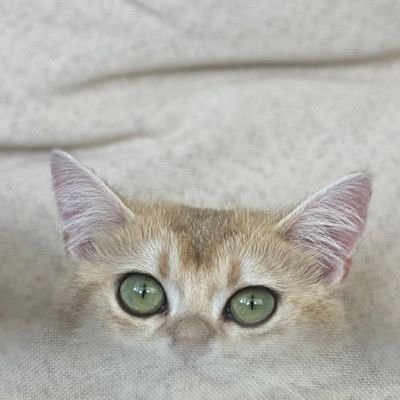 pomem30dsk's profile picture. .