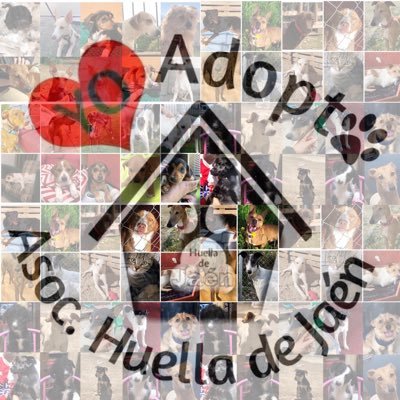 ❤️🐾 🅗🅤🅔🅛🅛🅐 🅓🅔 🅙🅐🅔́🅝 🐾❤️Asociación_Protectora de animales abandonados de Perros y Gatos. Evitemos el #maltratoanimal y #adopta 🐶🐱#HuellaDeJaén 🐾