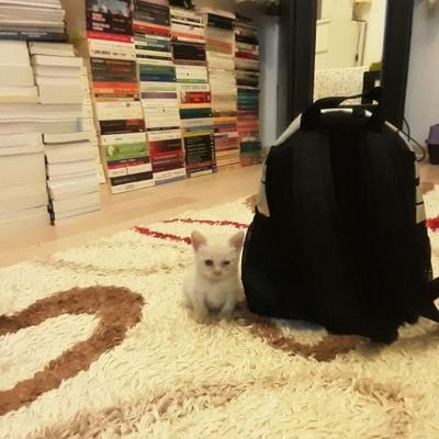 Bir gün evimin önünde yavru bi kedy gördüm ve o an seçildiğimi anladım.