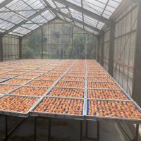 紀州の梅 わだま梅 (@wdm32umeco) 's Twitter Profile Photo