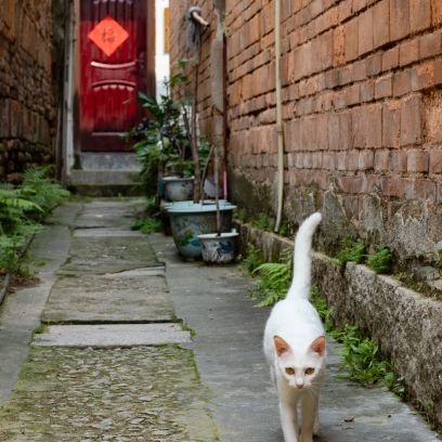 stemlettuce's profile picture. 写真とごはんと古琴│摄影，美食，古琴
　　　　　　　　　　　　　　　　　　　　　　　　　　　
ゆるゆる語学🇨🇳　　OM SYSTEM OM-1📸