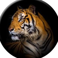 TIGER (@tanhayektiger) 's Twitter Profile Photo TIGER (@tanhayektiger) 's Twitter Profile Photo