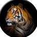 TIGER (@tanhayektiger) Twitter profile photo TIGER (@tanhayektiger) Twitter profile photo