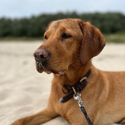 Barrister-at-Law, Forensic Criminologist specialising in Coercive Control, Post Separation Abuse and Domestic Homicide, owner of 2 Labradors