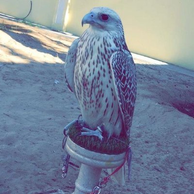 Habibullah_63's profile picture. Developer | Data Analyst #Python #R #SQL