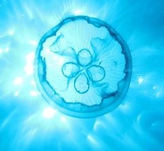 DuppyWaters's profile picture. Underwater Videography & Photography