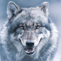 ρꫝꪮꫀꪀ𝓲᥊ 🇹🇷🇷🇺 (@panndorasbox) 's Twitter Profile