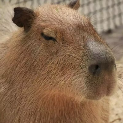 duckkewwtie's profile picture. 