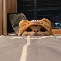 🦉 (@mona4405) 's Twitter Profile