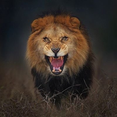 iamnzuki's profile picture. IT and everything tech,
Business enthusiast,
Chelsea 💙