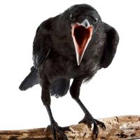XEPian-VoCToken (@atombuloglu) 's Twitter Profile Photo XEPian-VoCToken (@atombuloglu) 's Twitter Profile Photo
