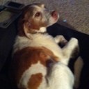 maureen lambert - @swingingpajama - Twitter