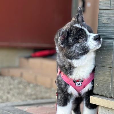 t_kobinata's profile picture. 合同会社夢心はフリースクールimacoco学園と清龍館小日向道場を運営しています✨活動や代表のひとり言をつぶやきます😊ラーメン、カフェ、サウナ好き