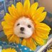 Sohaila Hamoda (@sohaila_hamoda) Twitter profile photo Sohaila Hamoda (@sohaila_hamoda) Twitter profile photo