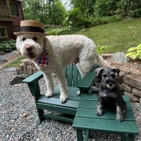 Gus and ZuZu (@guspeaches) 's Twitter Profile Photo