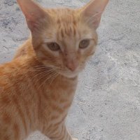 FernandoZurdo (@fernandozurdoo) 's Twitter Profile