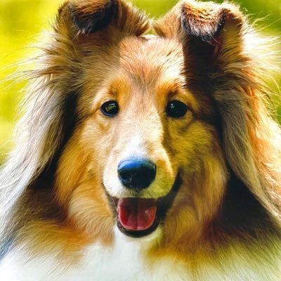 3シェルティとねことホッコリ暮らす飼い主の日常。すべての動物が大好きです🫶 たまにドッグショーのお手伝いに行きます。🐹🐰🌈
