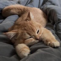 Brambang Asem 😾 (@vsxpik) 's Twitter Profile