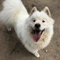 Destiny (@crazychowchow) 's Twitter Profile