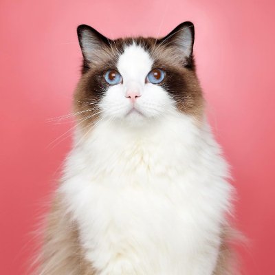 Midnigh13586505's profile picture. PLEASE DON'T REQUEST ME! AND DO NOT DISTURB ME!