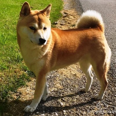 「誰もが犬のように無条件に愛する能力を持っていたら、世界はもっと良い場所になるでしょう。」
「犬は人間よりも優れています。なぜなら、犬は知っていても語らないからです」