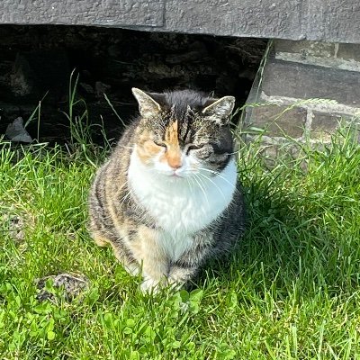 boygeenus's profile picture. boygenius + smosh + yellowjackets non poster, apologies for lurking