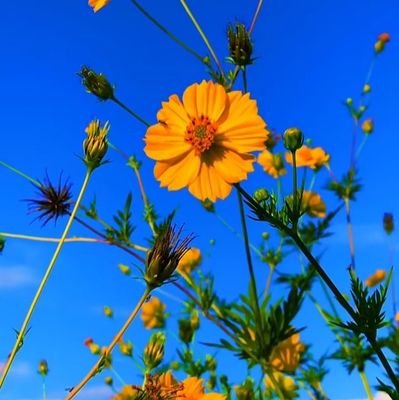 SomyodLasu85480's profile picture. 