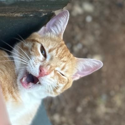 solflarr's profile picture. 