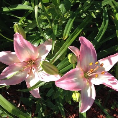 jellyeberry's profile picture. ⠀⠀⠀⠀⠀⠀⠀⠀⠀ ⠀ 流れの静かな川は深い