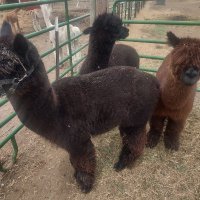 Farmin Dude (@farmindude) 's Twitter Profile