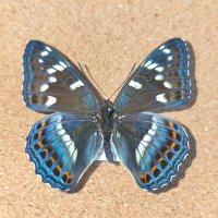 てねもと (@tenemoto1024) Twitter profile photo