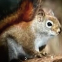 curious squirrel (@curious_sql) 's Twitter Profile