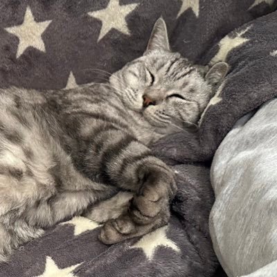 miomio8270's profile picture. エンリステッド/CODモバイル&ウォーゾーン/フリーゲームをYouTubeに動画投稿しています。 写真の猫ちゃんの名前は雪︎︎ ♀です！ よろしくお願いします！