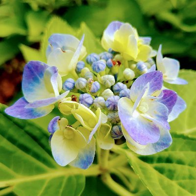 serine_selesuto's profile picture. 成人済み社会人👩🏼‍💻 FGO&好きなもの🌈で生きてます💕 🇬🇧領ホンコン時代生まれのゼツメツキグシュ
🌈Vなど→ @ShirinRainbow