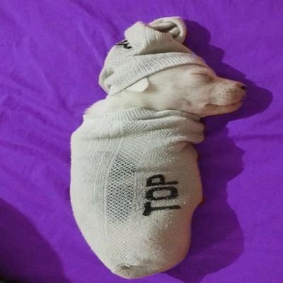 toast249769's profile picture. 