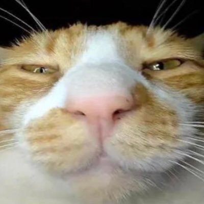 bred_cat_'s profile picture. neat