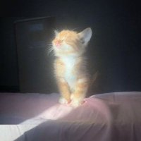 omni cat (@omnicatonsol) 's Twitter Profile