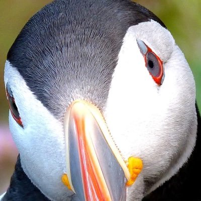 ric64055's profile picture. 