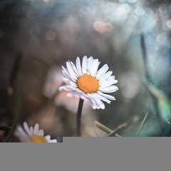 ـ╗══ೋ • 🎀 • ೋ══╔ـ
🌸🍃
ﺳﻮﻑ ﻳﺄﺗﻲ ﻳﻮﻡ ﻻ ﺃﻛﻮﻥ ﻣﻌﻜﻢ ﻭﺳﻮﻑ ﺗﺪﺧﻠﻮﻥ ﻟﺘﻘﺮﺃﻭﺍ ﻣﺎ ﻛﺘﺒﺖ ﻓﺈﻥ ﻭﺟﺪﺗﻢ ﻣﺎ ﻳﺆﺟﺮﻧﻲ ﺃﻧﺸﺮﻭﻩ ﻭﺇﻥ ﻭﺟﺪﺗﻢ ﻣﺎ ﻳﺆﺛﻤﻨﻲ ﺃﺗﺮﻛﻮﻩ.
🍃 • 💗 • 🍃
