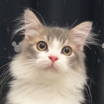 White&Brueサイベリアンのイル🐈♂ 🎂2024.02.25 🎉2024.07.04 無言フォロー失礼します!猫好きさんフォロバ致します💓宜しくお願いします(*´ω`*)