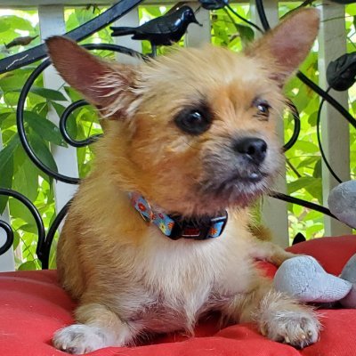 KMCINOHIO's profile picture. VoteBlueToSaveDemocracy