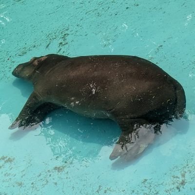 東武動物公園によくいる人が東武のまんぷく君の写真や情報をポストし続けるだけのアカウントです。
まんぷく君RPボット。
もちろん非公式。
無断使用料10万円。