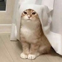 참살이 (@cham_sal_2) 's Twitter Profile